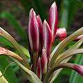 Crinum &#039;School Bells&#039; buds, Jay Yourch [Shift+click to enlarge, Click to go to wiki entry]