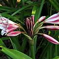 Crinum 'School Bells' umbel, Jay Yourch Crinum 'School Bells' umbel, Jay Yourch