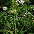 Crinum 'Seven Sisters' blooming plant, Jay Yourch