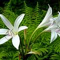 Crinum 'Seven Sisters' umbel, Jay Yourch