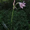 Crinum 'Sister Teresa', Alani Davis Crinum 'Sister Teresa', Alani Davis