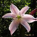 Closeup of Crinum 'Spring Joy',photo taken May 2007, Jay Yourch Closeup of Crinum 'Spring Joy',photo taken May 2007, Jay Yourch