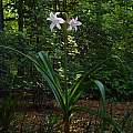 Crinum 'Spring Joy' blooming plant, photo taken May 2007, Jay Yourch.