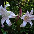 Crinum 'Spring Joy' umbel, photo taken May 2007, Jay Yourch Crinum 'Spring Joy' umbel, photo taken May 2007, Jay Yourch