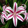 Closeup of  Crinum 'Stars and Stripes' taken August 2004 by Jay Yourch.