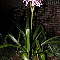 Crinum 'Stars and Stripes' blooming plant. Photo taken August 2004 by Alani Davis