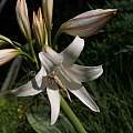 Flowers of Crinum &#039;Strictly Feminine&#039;, Alani Davis [Shift+click to enlarge, Click to go to wiki entry]