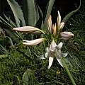 Crinum 'Strictly Feminine', Alani Davis Crinum 'Strictly Feminine', Alani Davis