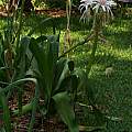 Crinum 'Stryped Spider Lily' blooming plant, Alani Davis Crinum 'Stryped Spider Lily' blooming plant, Alani Davis