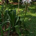 Crinum 'Stryped Spider Lily' blooming plant, Alani Davis