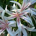 Closeup of Crinum&#039;Stryped Spider Lily&#039;, Alani Davis [Shift+click to enlarge, Click to go to wiki entry]