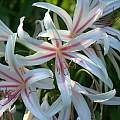 Closeup of Crinum'Stryped Spider Lily', Alani Davis [Shift+click to enlarge, Click to go to wiki entry]
