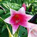 Closeup of Crinum 'Summer Glow', Alani Davis Closeup of Crinum 'Summer Glow', Alani Davis