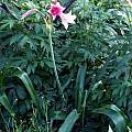Crinum 'Summer Glow' blooming plant, Alani Davis Crinum 'Summer Glow' blooming plant, Alani Davis