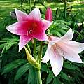 Crinum 'Summer Glow' umbel, Alani Davis Crinum 'Summer Glow' umbel, Alani Davis
