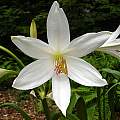 Closeup of Crinum &#039;Summer Maiden&#039;, Jay Yourch [Shift+click to enlarge, Click to go to wiki entry]