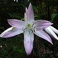 Closeup of Crinum 'Summer Nocturne', Jay Yourch [Shift+click to enlarge, Click to go to wiki entry]