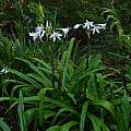 Crinum 'Summer Nocturne, Jay Yourch Crinum 'Summer Nocturne, Jay Yourch
