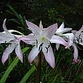 Crinum 'Summer Nocturne' umbel, Jay Yourch Crinum 'Summer Nocturne' umbel, Jay Yourch
