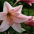 Closeup of Crinum &#039;Summer Glow&#039;, Alani Davis [Shift+click to enlarge, Click to go to wiki entry]