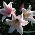 Closeup of Crinum 'Summer Glow', Alani Davis Closeup of Crinum 'Summer Glow', Alani Davis