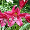 Closeup of Crinum 'Sunbonnet', Jay Yourch [Shift+click to enlarge, Click to go to wiki entry]