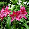 Crinum 'Sunbonnet' umbel, Jay Yourch Crinum 'Sunbonnet' umbel, Jay Yourch