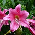 Closeup of Crinum &#039;Super Ellen&#039;. Photo taken June 2006 by Jay Yourch [Shift+click to enlarge, Click to go to wiki entry]