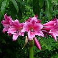 Crinum 'Super Ellen' umbel. Photo taken June 2006 by Jay Yourch Crinum 'Super Ellen' umbel. Photo taken June 2006 by Jay Yourch