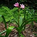 Crinum 'Thaddeus Howard' blooming plant, Jay Yourch