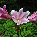 Crinum 'Thaddeus Howard' umbel, Jay Yourch Crinum 'Thaddeus Howard' umbel, Jay Yourch