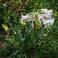 Crinum Unknown species, morning after flowers beginning to wilt, Alani Davis Crinum Unknown species, morning after flowers beginning to wilt, Alani Davis