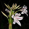 Crinum Unknown species, early flower, Alani Davis Crinum Unknown species, early flower, Alani Davis