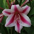 Crinum UNK Florida hybrid, Alani Davis [Shift+click to enlarge, Click to go to wiki entry]