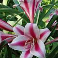 Crinum UNK Florida hybrid, Alani Davis Crinum UNK Florida hybrid, Alani Davis