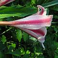 Crinum UNK Florida hybrid, Alani Davis Crinum UNK Florida hybrid, Alani Davis
