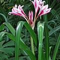 Crinum UNK Florida hybrid, Alani Davis Crinum UNK Florida hybrid, Alani Davis