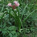 Crinum UNK Florida hybrid, Alani Davis Crinum UNK Florida hybrid, Alani Davis