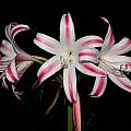 Crinum 'Vera Cruz' umbel, Alani Davis Crinum 'Vera Cruz' umbel, Alani Davis