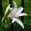 Crinum 'Wide Open White' × C. 'Spring Joy', Jay Yourch Crinum 'Wide Open White' × C. 'Spring Joy', Jay Yourch