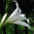 Crinum 'Wide Open White' × C. 'Spring Joy', Jay Yourch Crinum 'Wide Open White' × C. 'Spring Joy', Jay Yourch