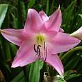 Crinum 'Walter Flory', Jay Yourch
