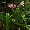 Crinum 'Walter Flory' blooming plant, Jay Yourch Crinum 'Walter Flory' blooming plant, Jay Yourch