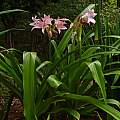 Crinum 'Walter Flory' blooming plant, Jay Yourch
