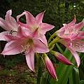 Crinum 'Walter Flory' umbel, Jay Yourch