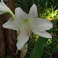 Closeup of Crinum &#039;White Fluff&#039;, Alani Davis [Shift+click to enlarge, Click to go to wiki entry]