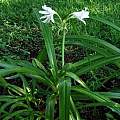 Crinum 'White Fluff' blooming plant, Alani Davis