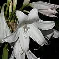 Closeup of Crinum 'White Mogul', Alani Davis [Shift+click to enlarge, Click to go to wiki entry]