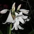 Crinum 'White Mogul' umbel, Alani Davis Crinum 'White Mogul' umbel, Alani Davis