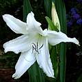 Closeup of Crinum &#039;White Prince&#039;. Photo taken June 2006 by Alani Davis. [Shift+click to enlarge, Click to go to wiki entry]
